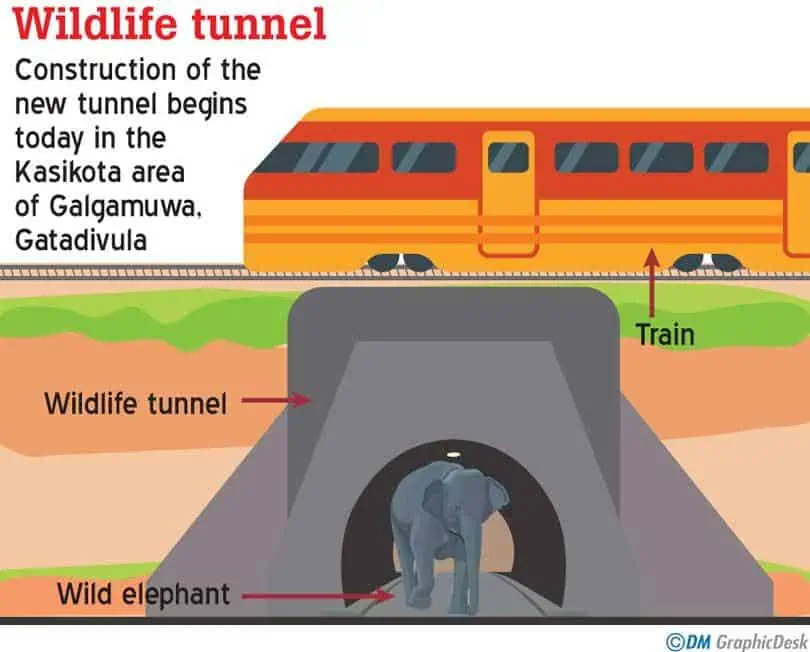 Sri Lanka's First Wildlife Tunnel to Prevent Elephant-Train Collisions