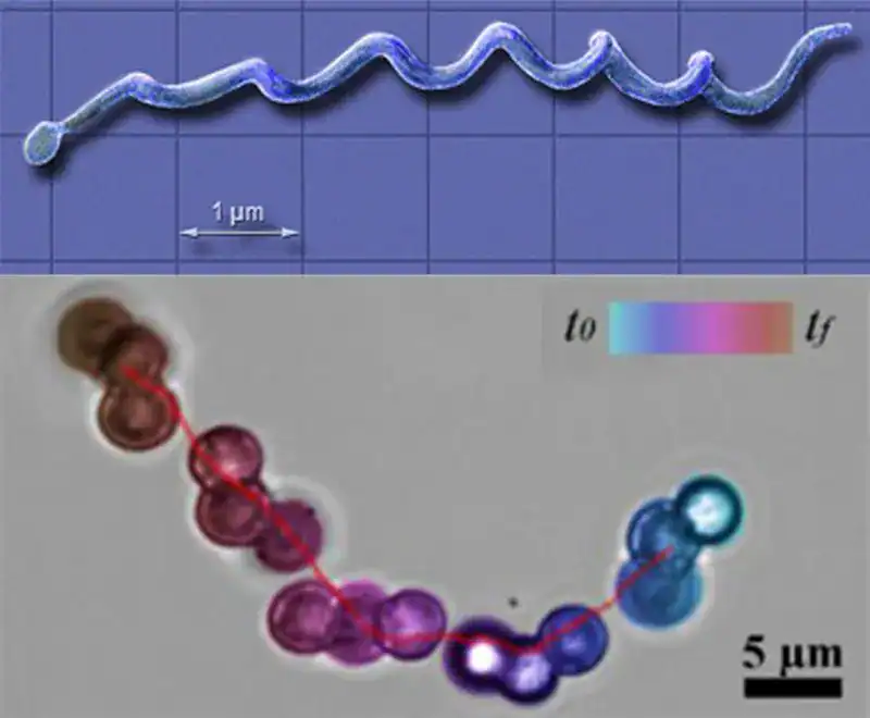 The unique design for the micro-swimmer was inspired by nature itself—a microorganism called Borrelia burgdorferi. Drexel University
